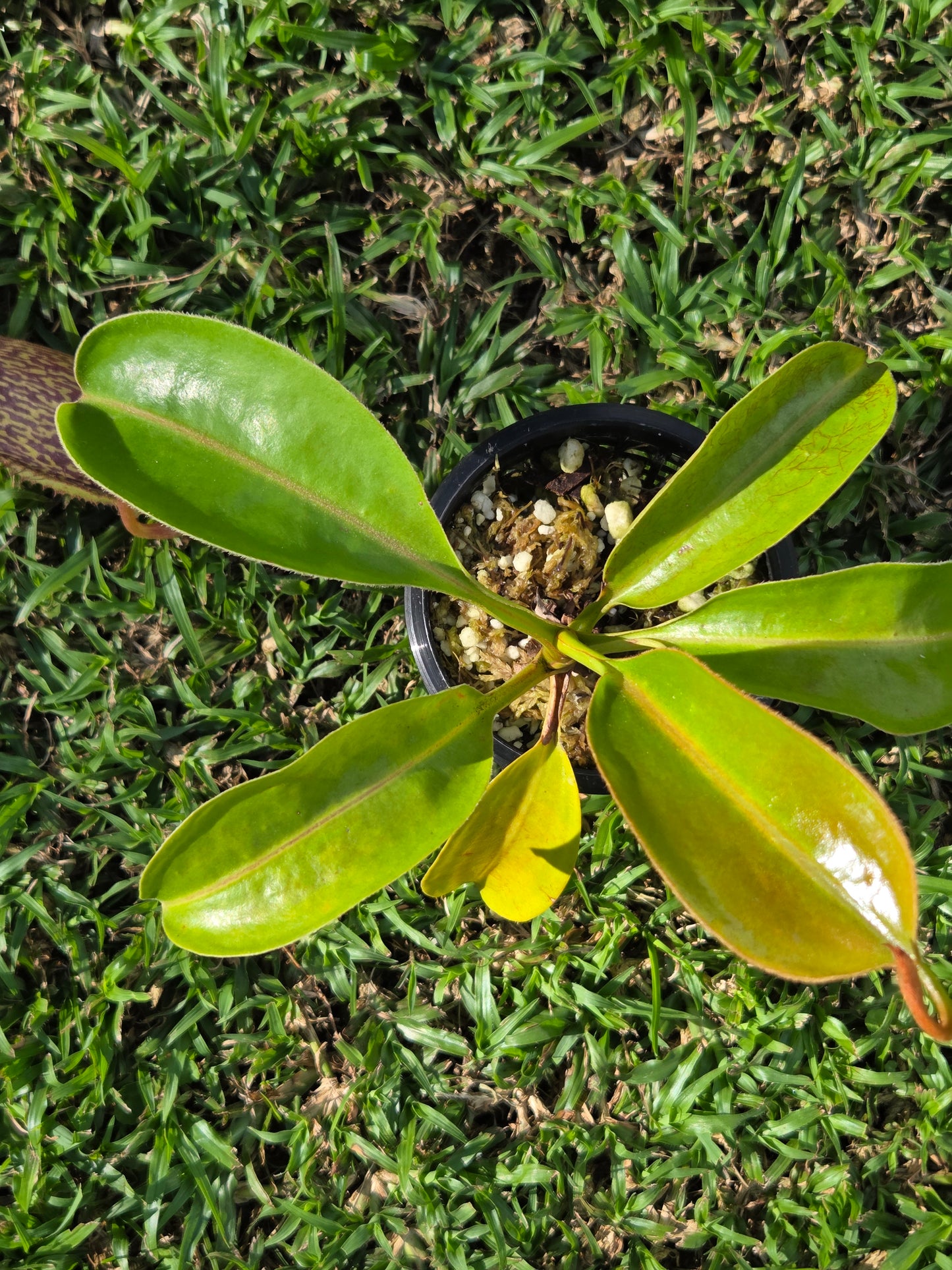 Nepenthes (boschiana x zakriana) x (maxima 'dark' x talangensis)