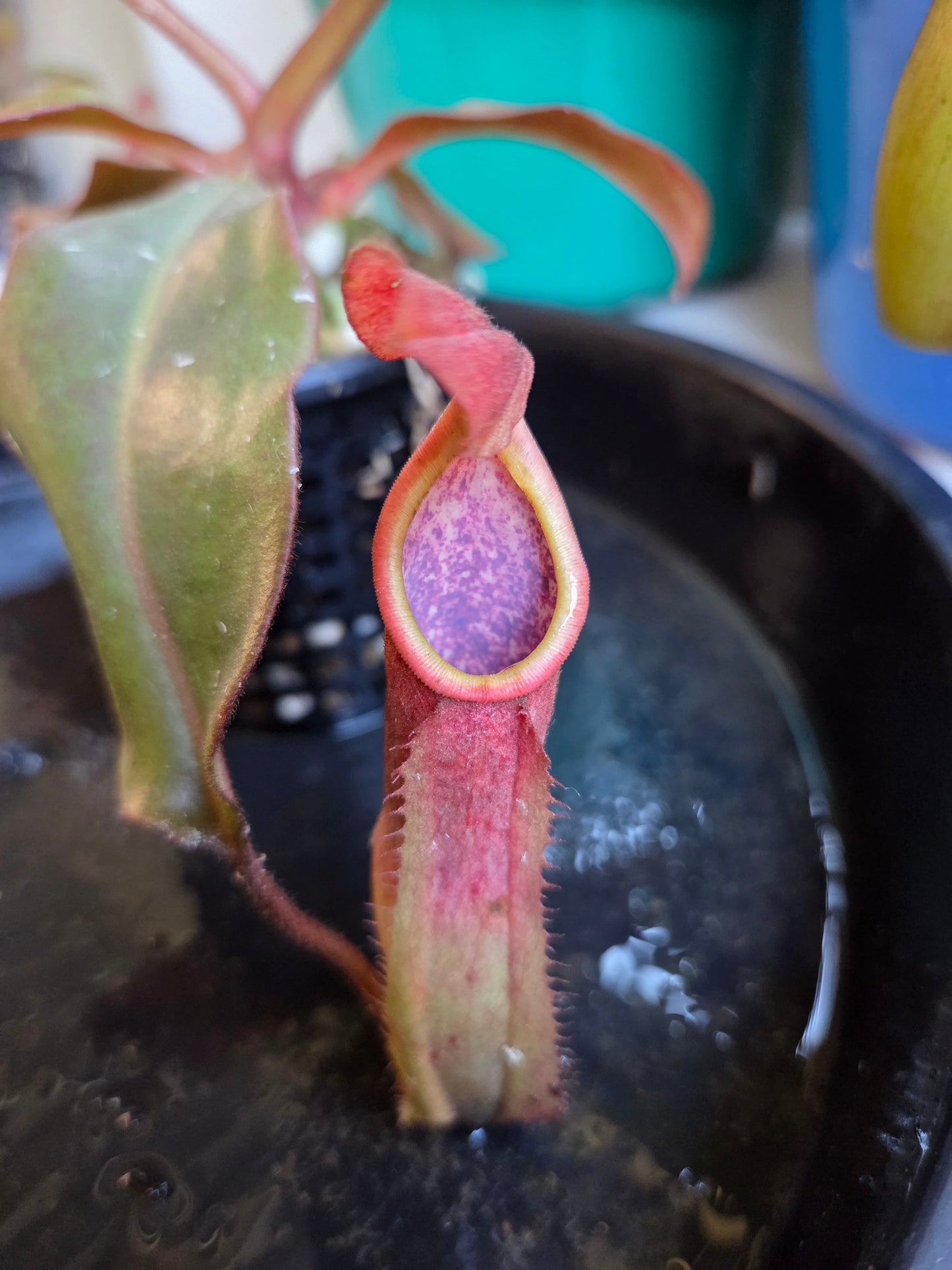 Nepenthes NOID