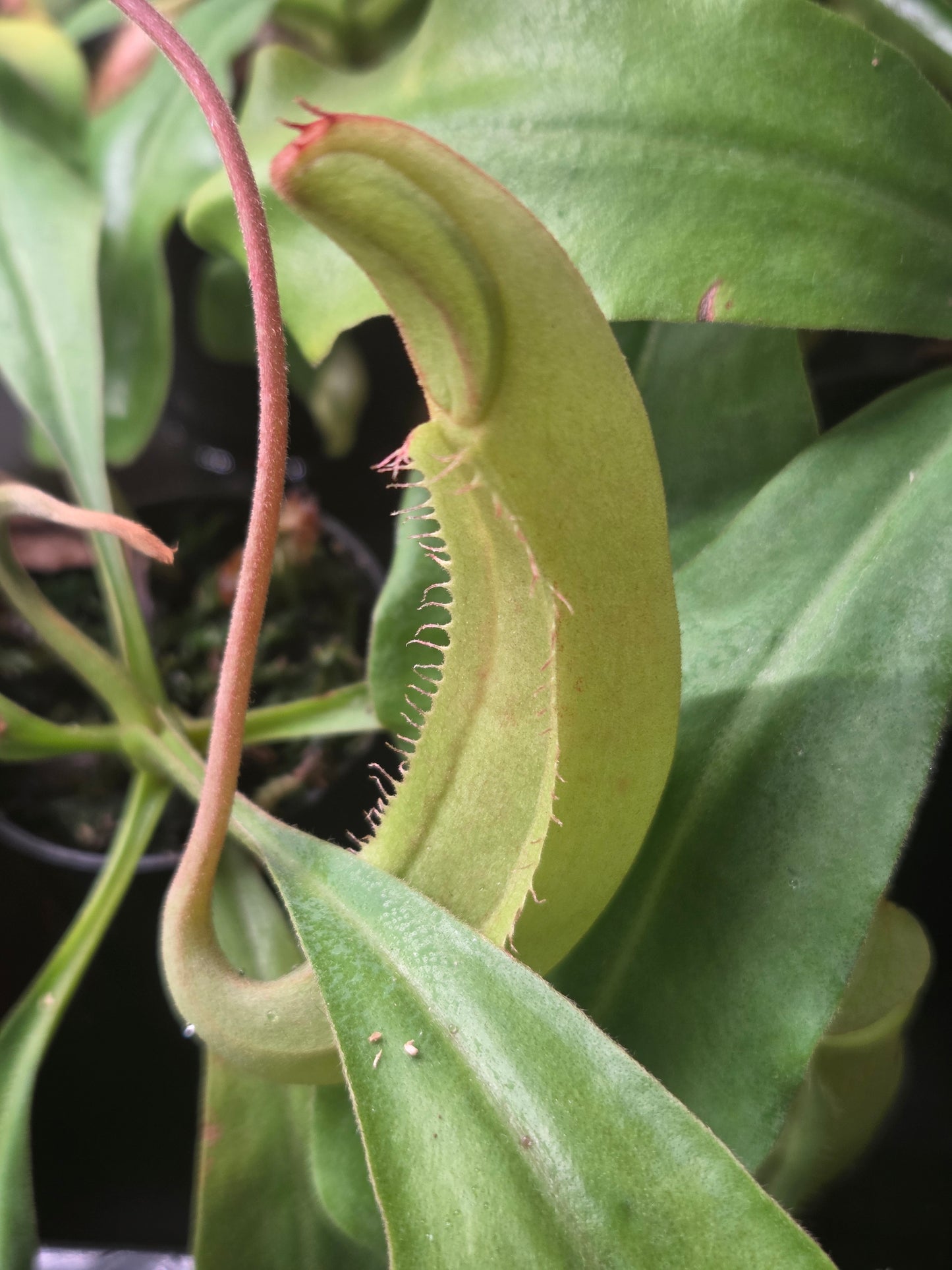 Nepenthes maxima (Green variant)