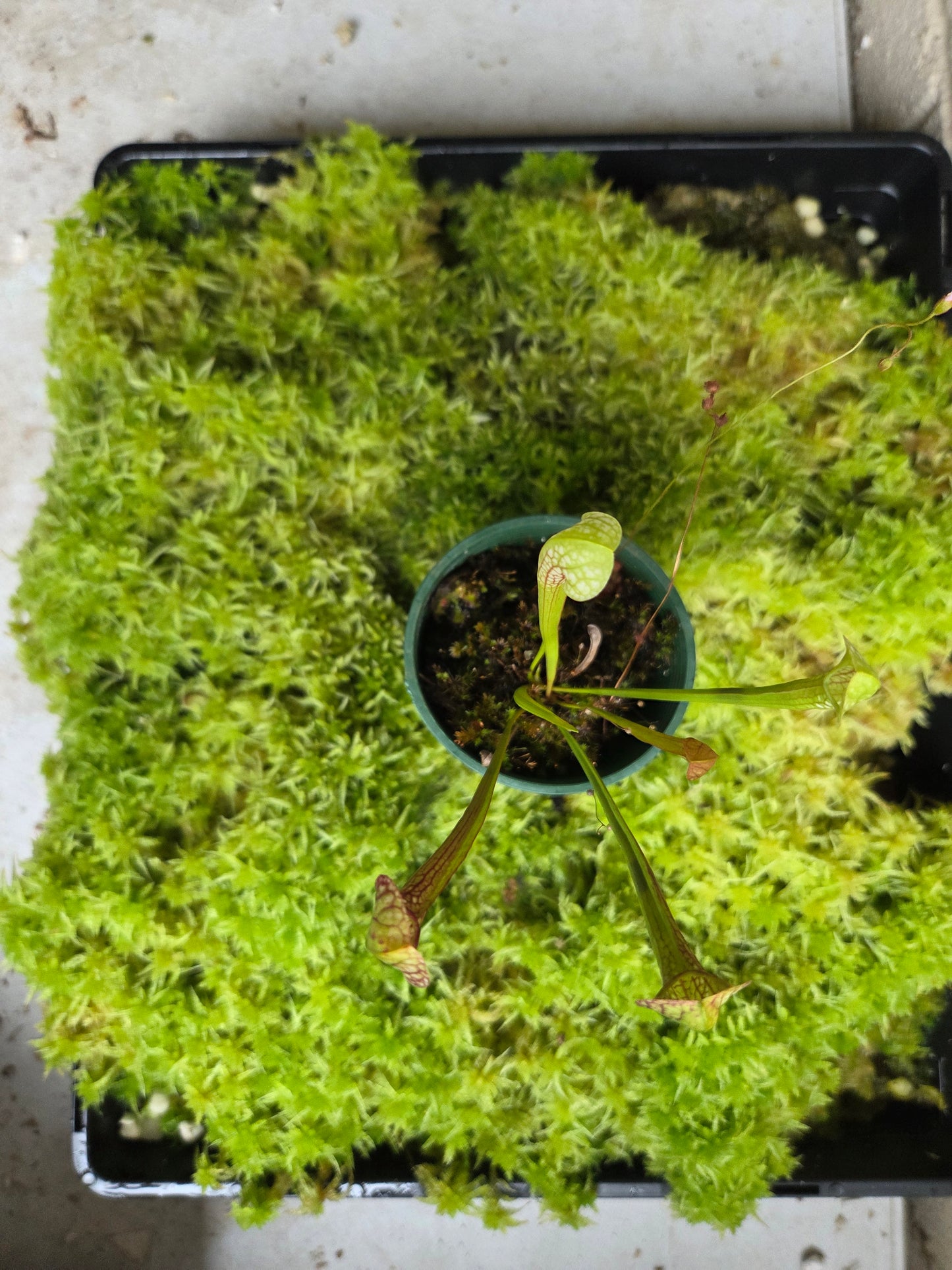 Sarracenia leucophylla hybrid