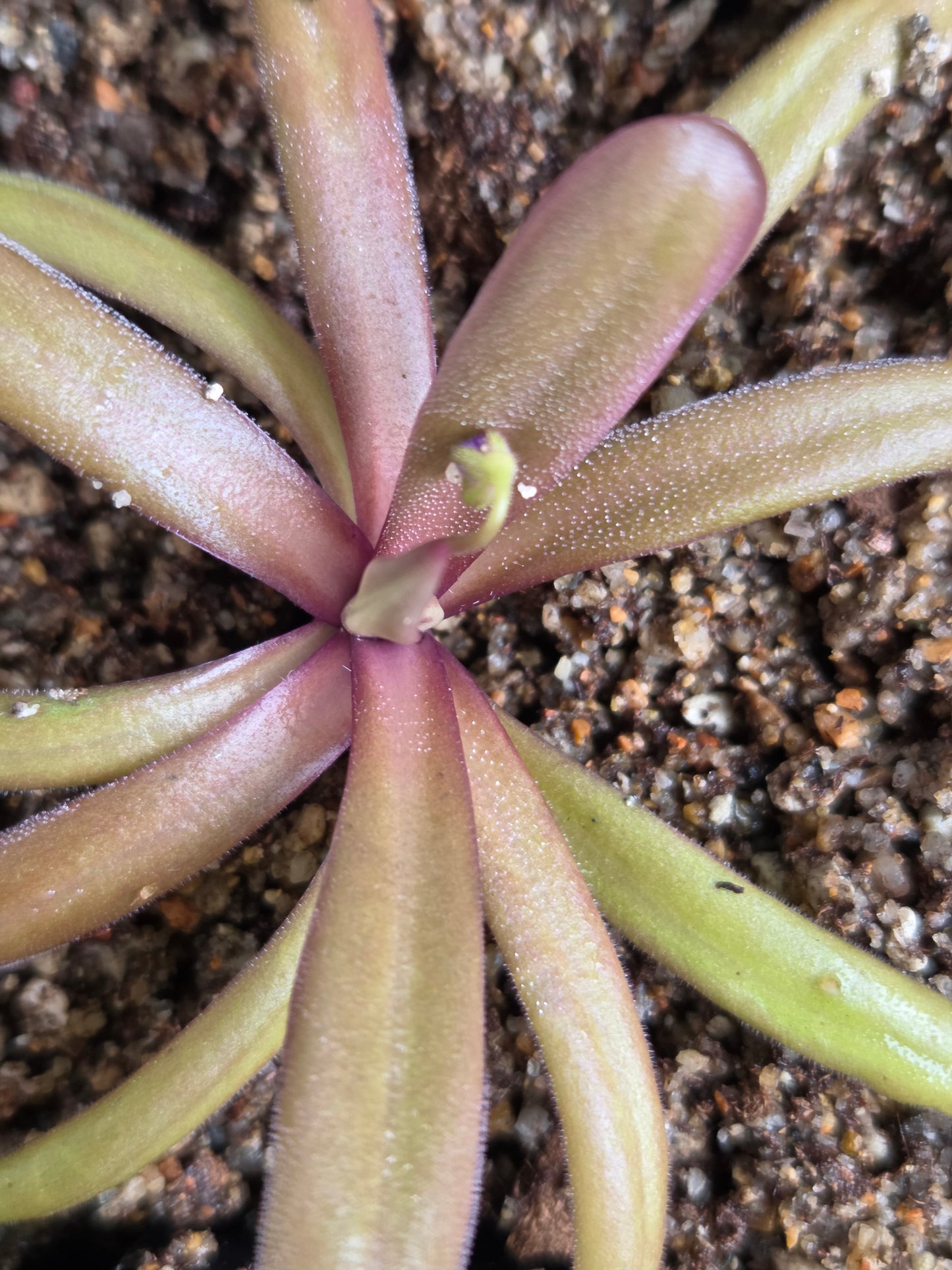 Pinguicula 'Down Under' (Medium)