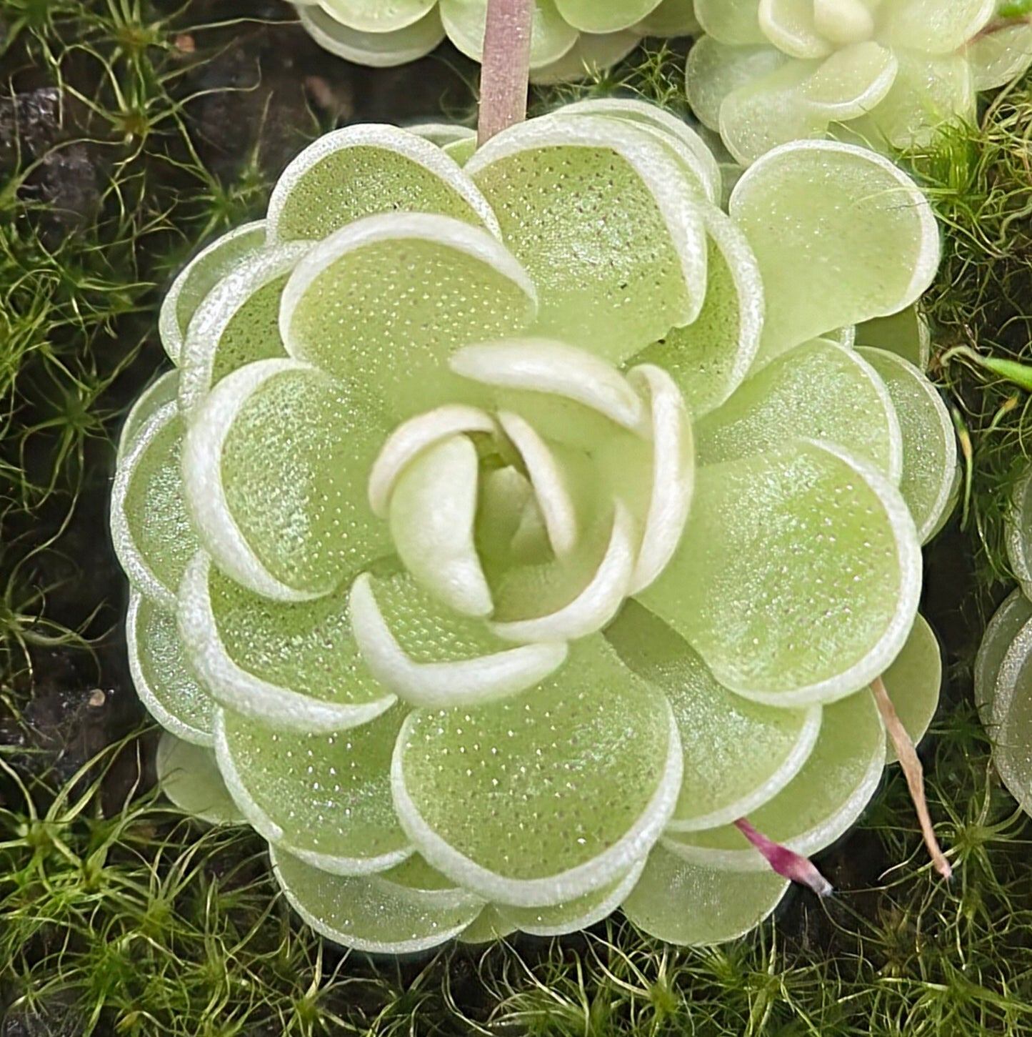 Pinguicula esseriana