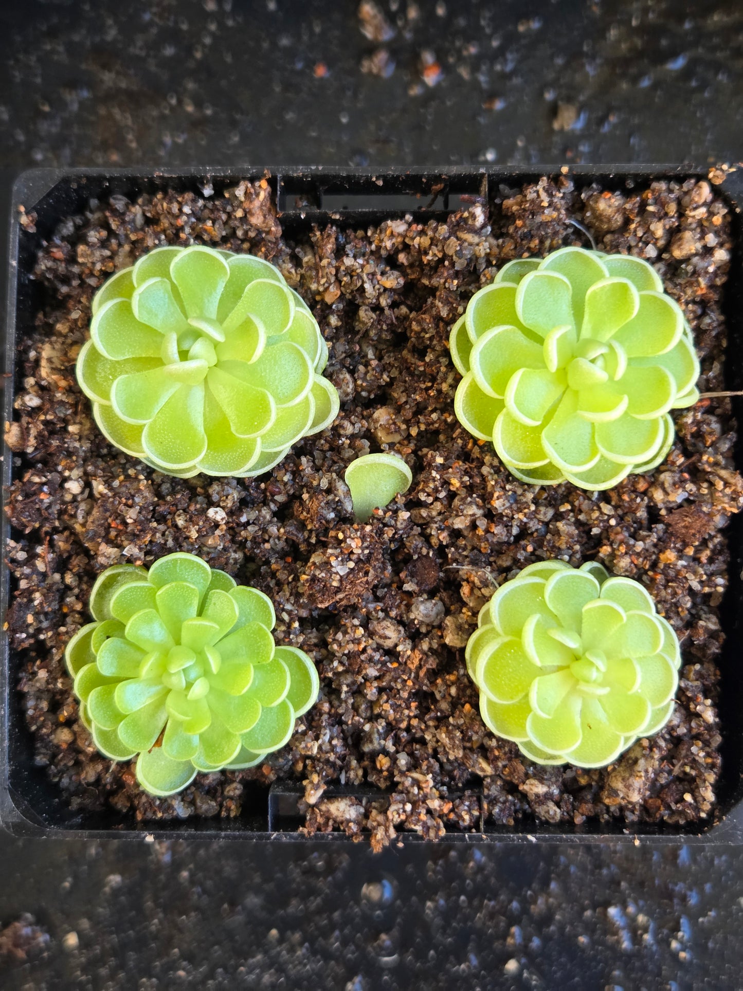 Pinguicula esseriana (Small)