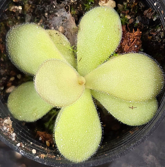 Pinguicula gigantea