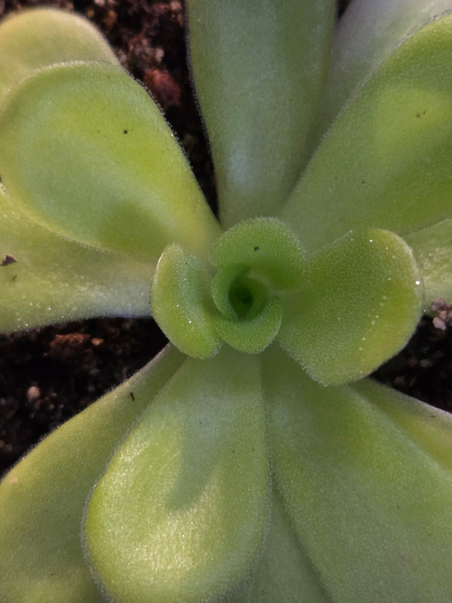 Pinguicula agnata (Medium)