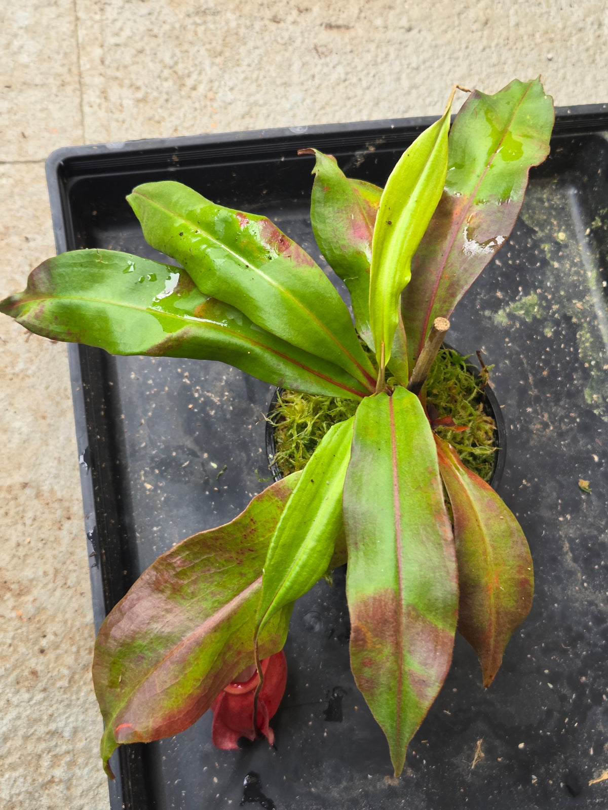 Nepenthes mirabilis var globosa "Viking"