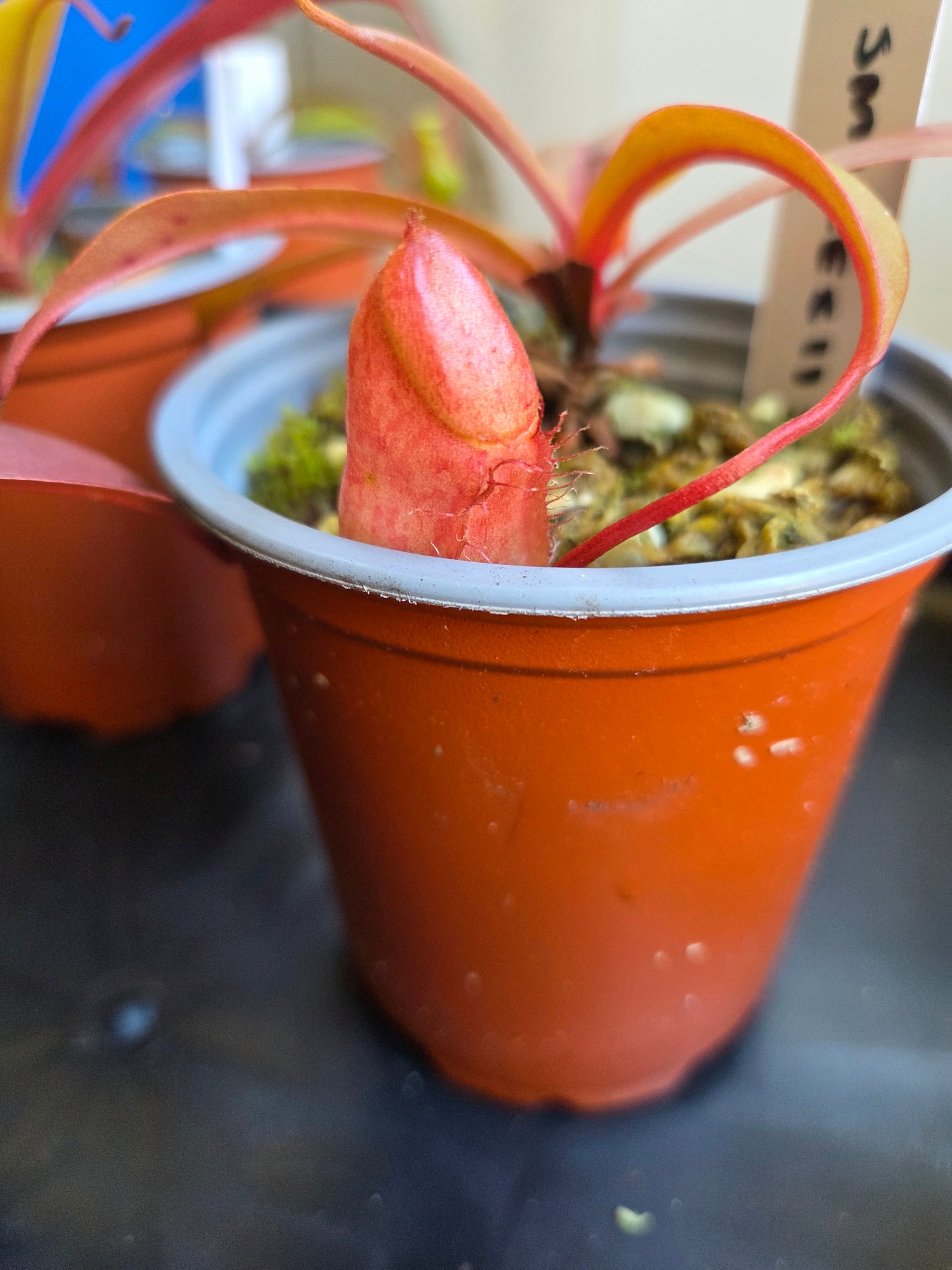 Nepenthes smilesii x ventricosa