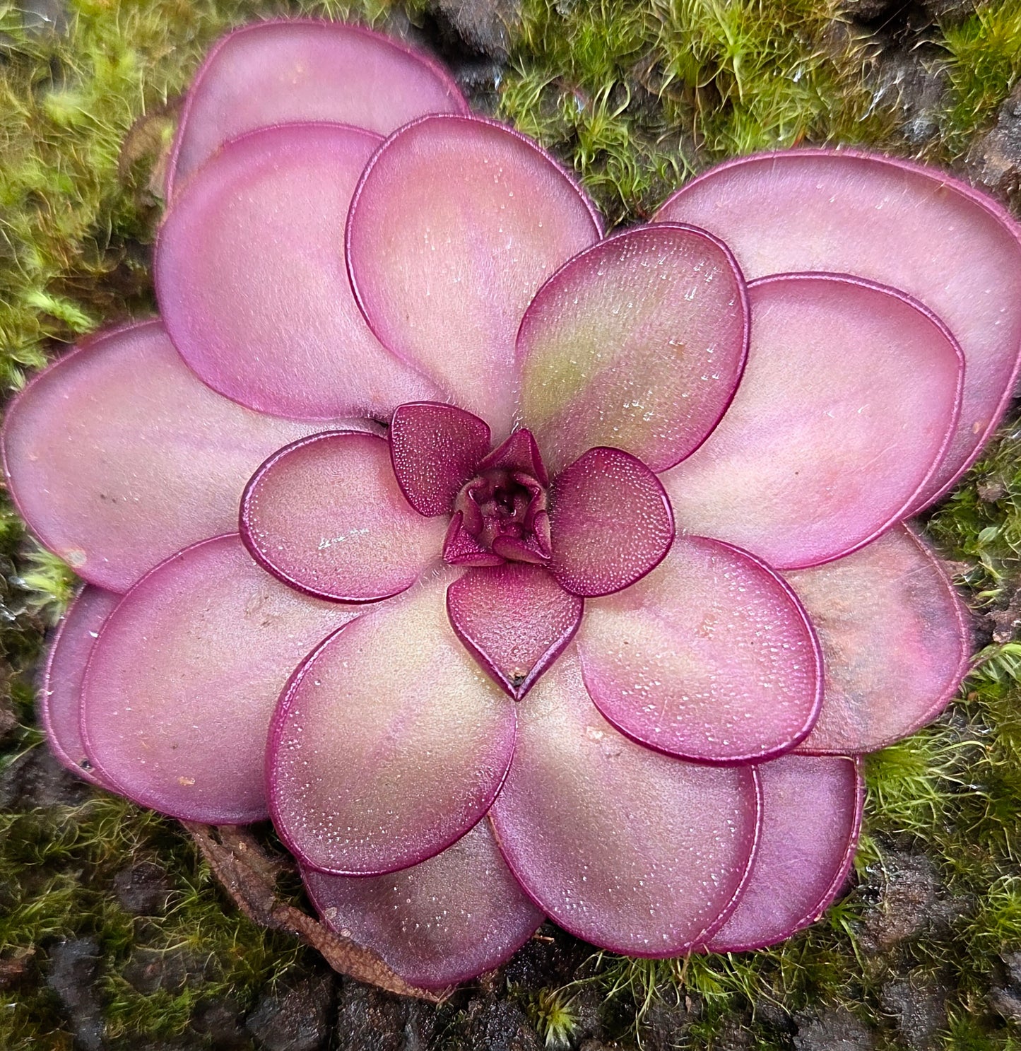 Pinguicula laueana