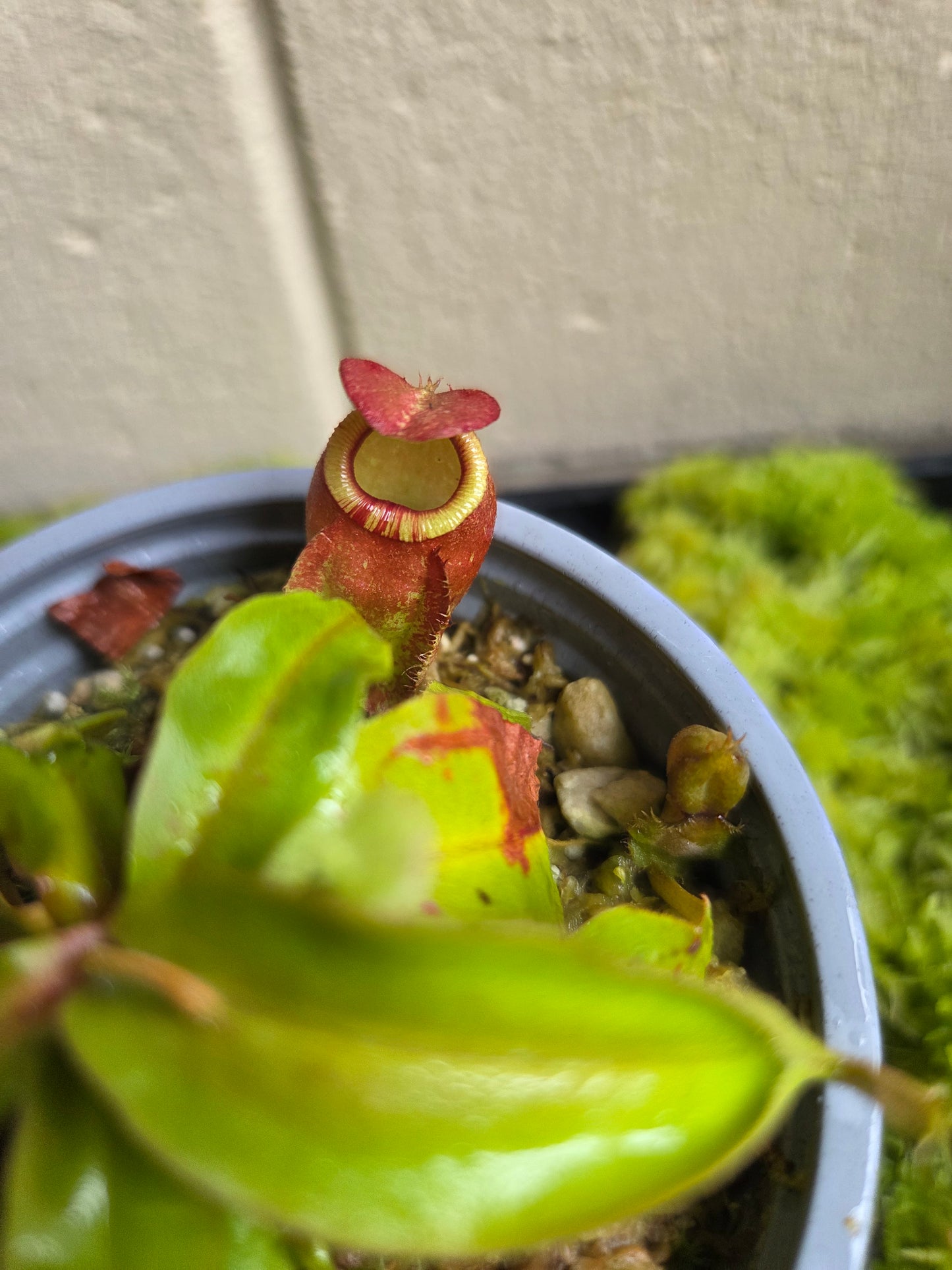 Nepenthes (viking x ampullaria) x (winged mirabilis x ampullaria)