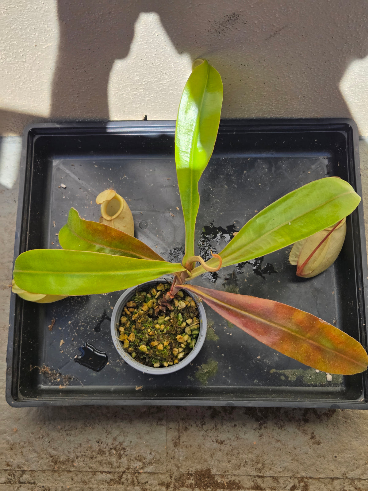 Nepenthes (viking x rafflesiana) x ampullaria (Large)
