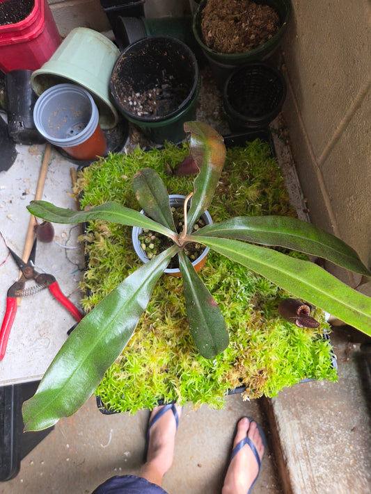 Nepenthes (viking x rafflesiana) x ampullaria (Large)