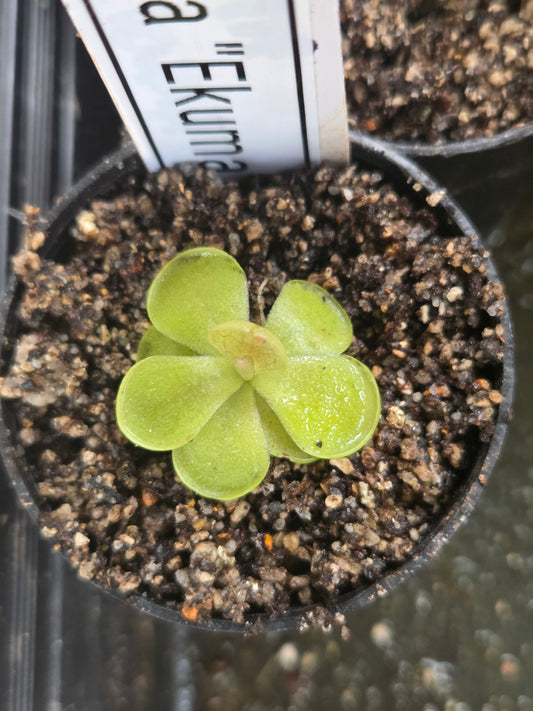 Pinguicula agnata 'Ekuma' (Small)