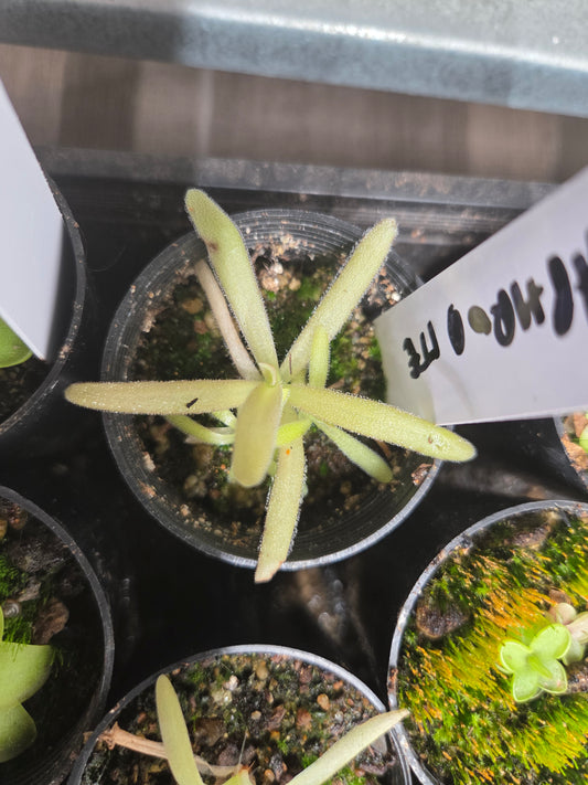 Pinguicula 'Aphrodite'