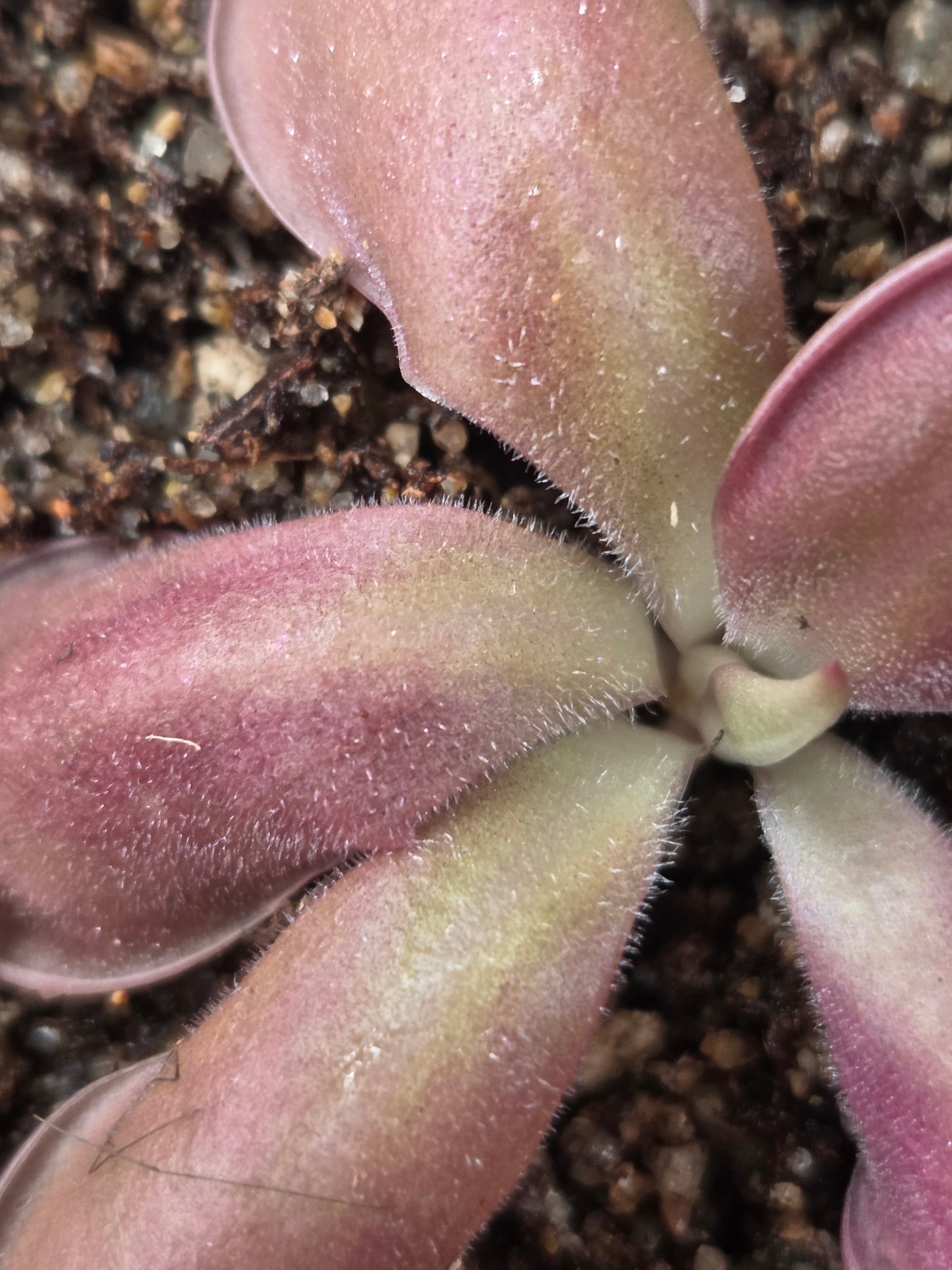 Pinguicula hemiepiphytica (Small)