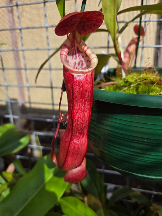 Nepenthes eustachya x bokorensis
