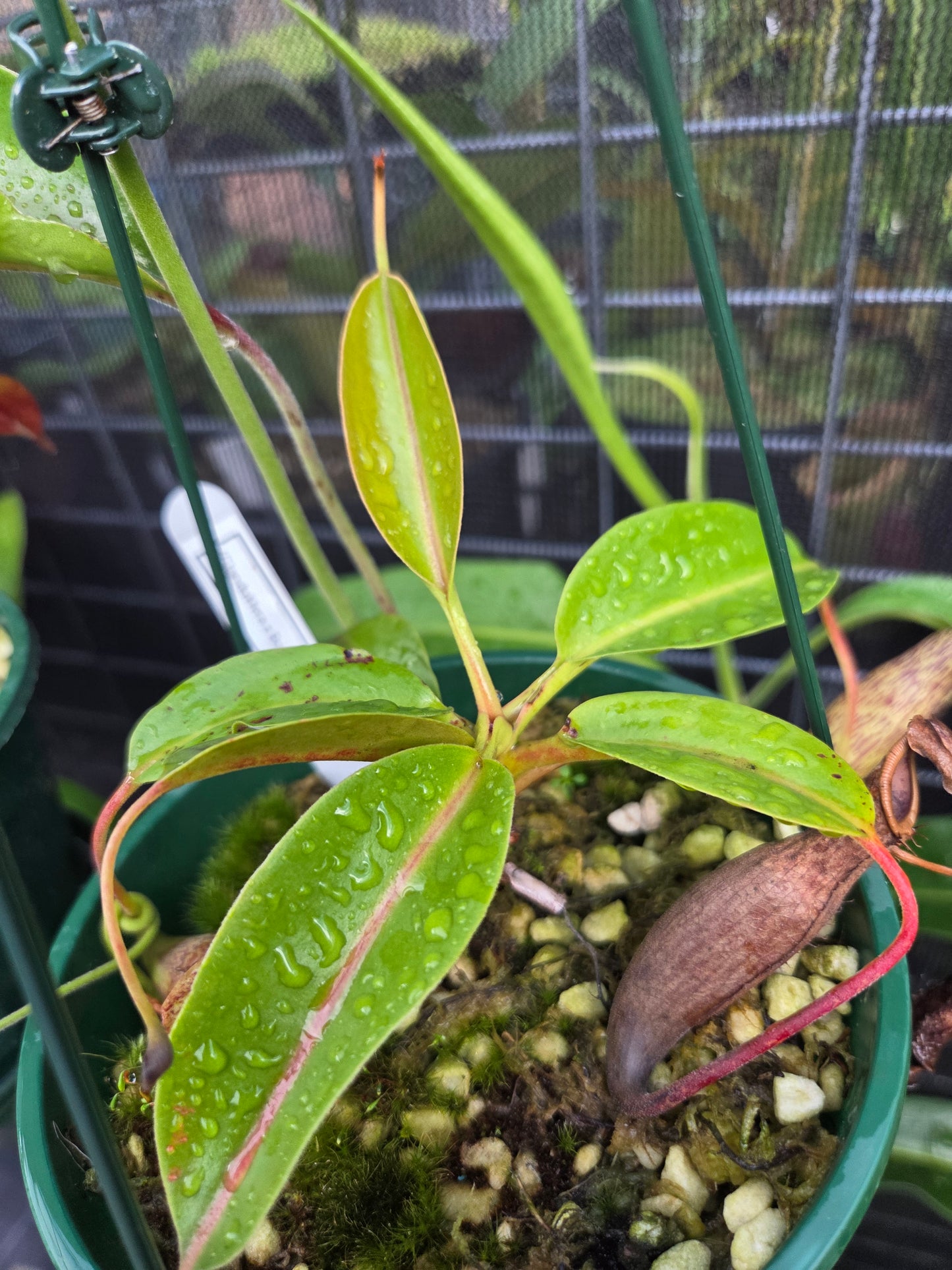 Nepenthes (glandulifera x boschiana) x LVB