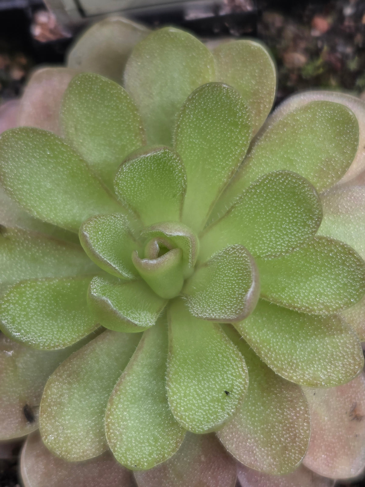 Pinguicula agnata x 'Sethos' (Small)