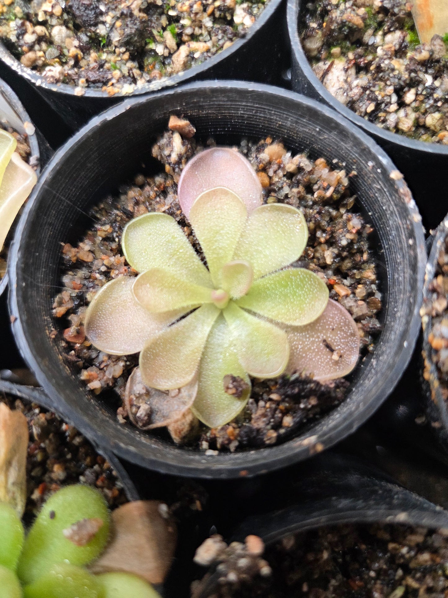 Pinguicula 'Pirouette' (Small)