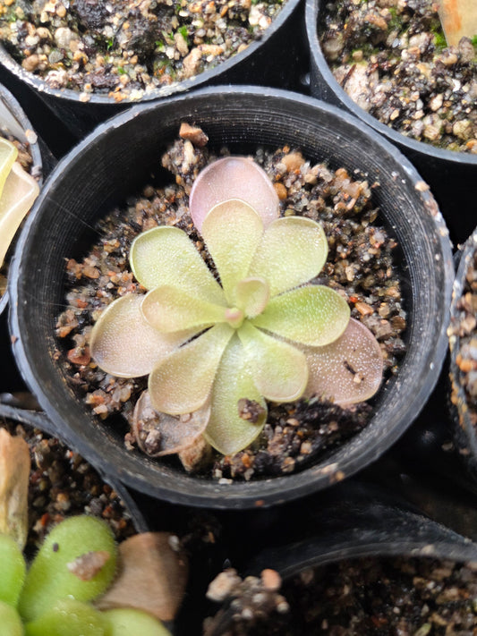 Pinguicula 'Pirouette' (Small)