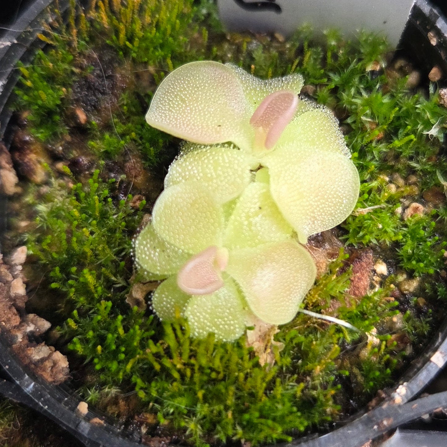 Pinguicula weser x jaumavensis