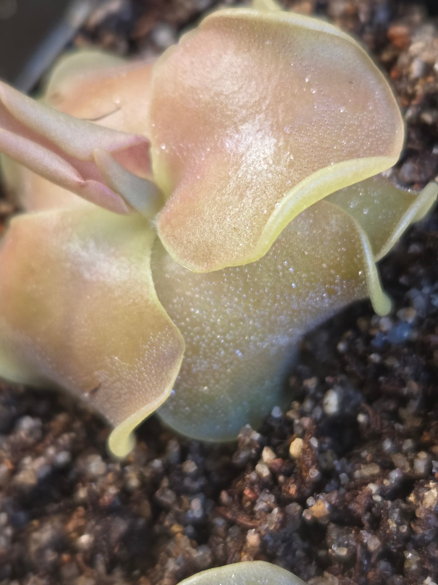 Pinguicula 'Weser' x jaumavensis (Small)