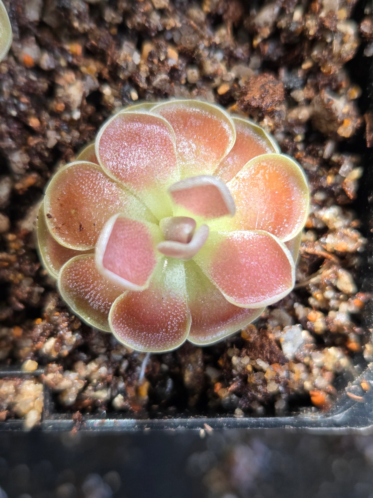 Pinguicula 'Florian' (Medium)