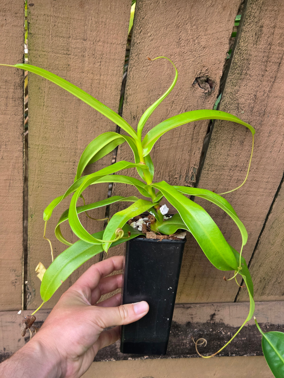 Nepenthes ventricosa "Squat"