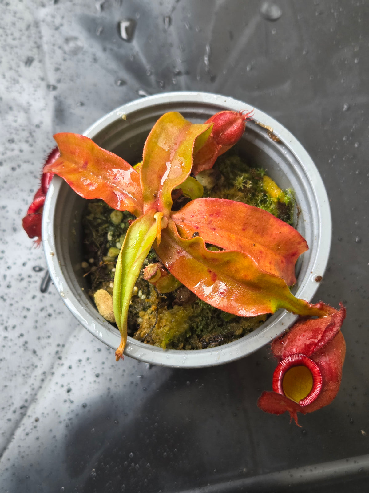 Nepenthes (viking x ampullaria) x (winged mirabilis x ampullaria)