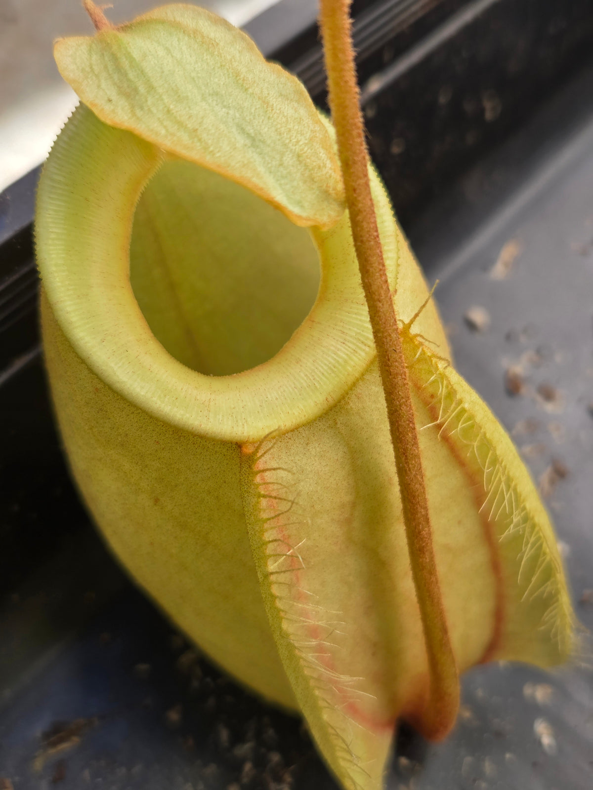 Nepenthes (viking x rafflesiana) x ampullaria (Large)