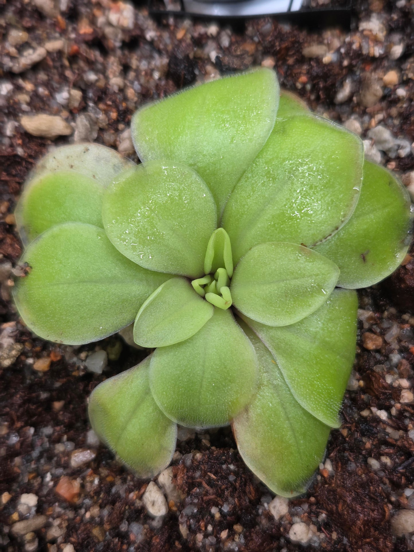 Pinguicula moranensis (Medium)