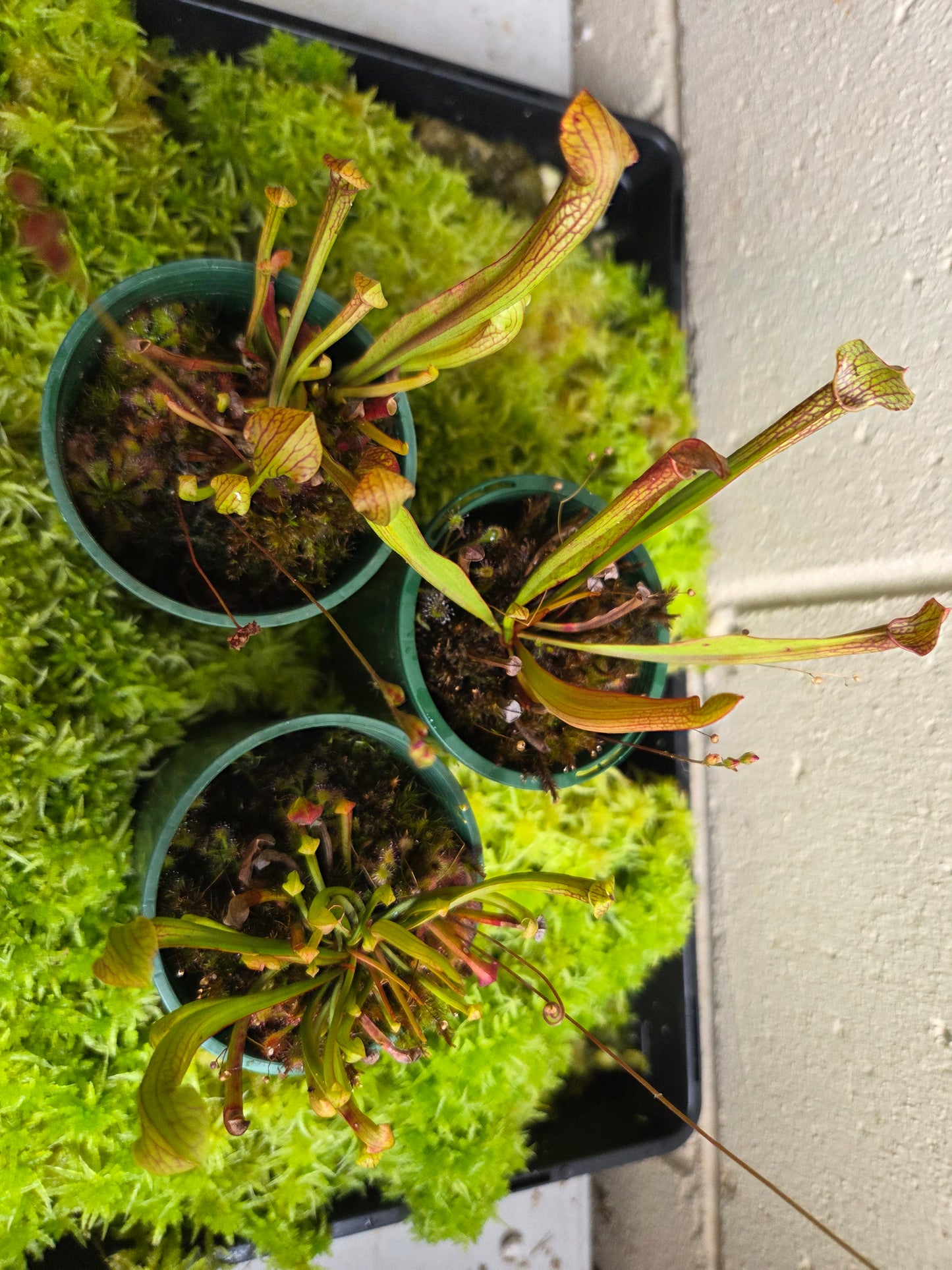 Sarracenia alata hybrid
