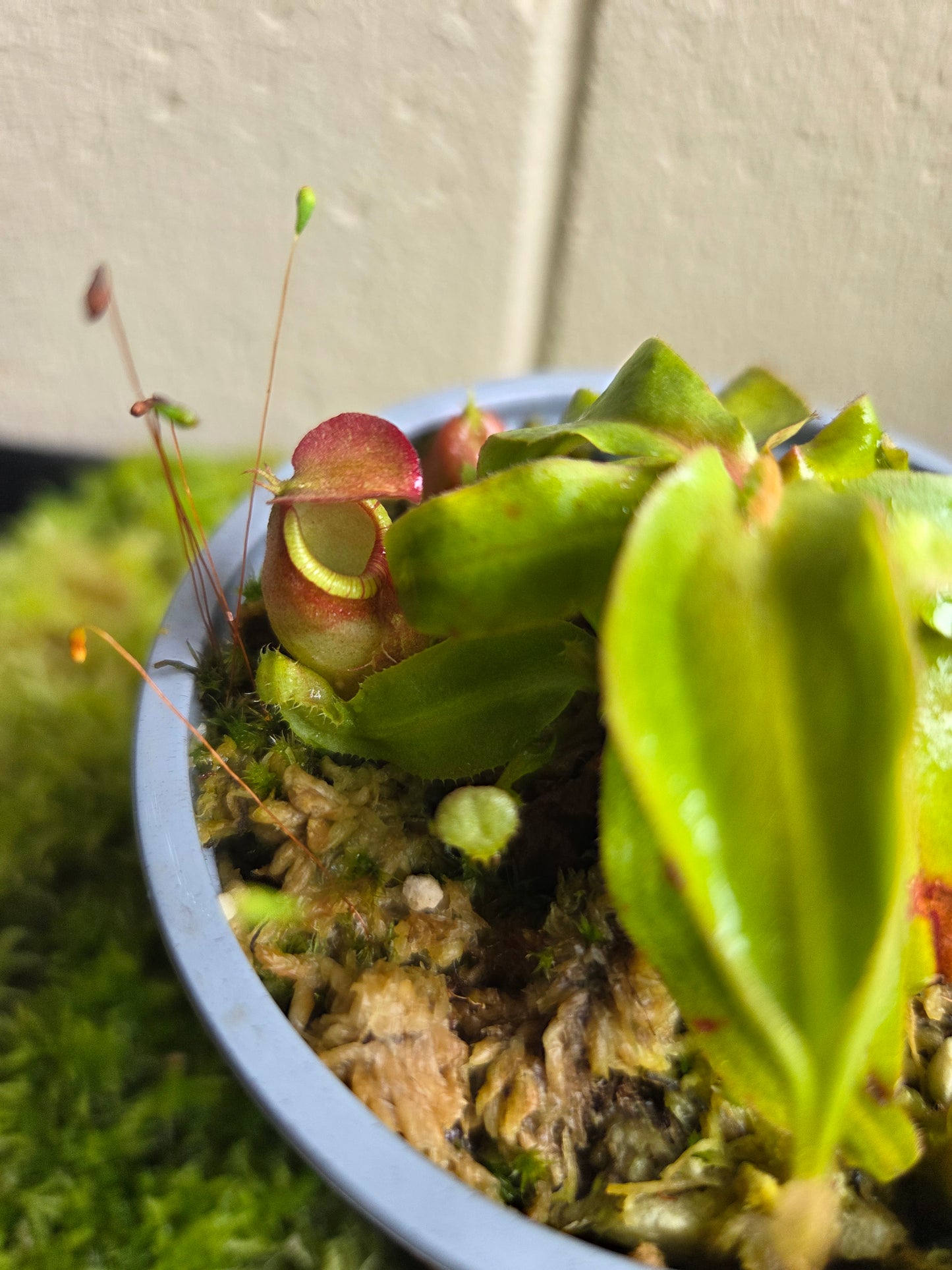 Nepenthes (viking x ampullaria) x (winged mirabilis x ampullaria)