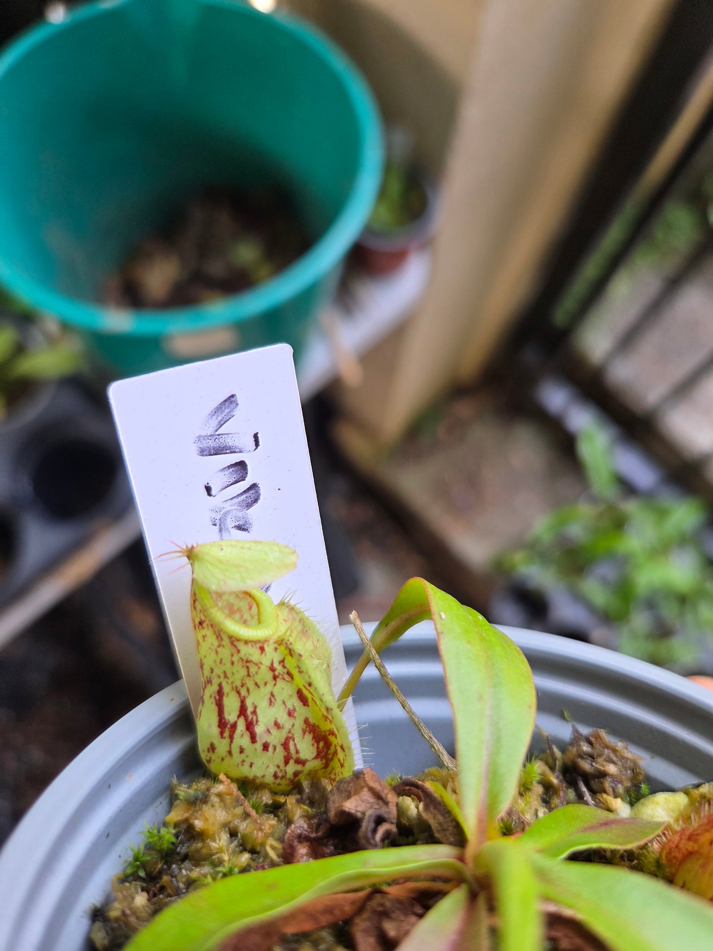 Nepenthes viking x rafflesiana