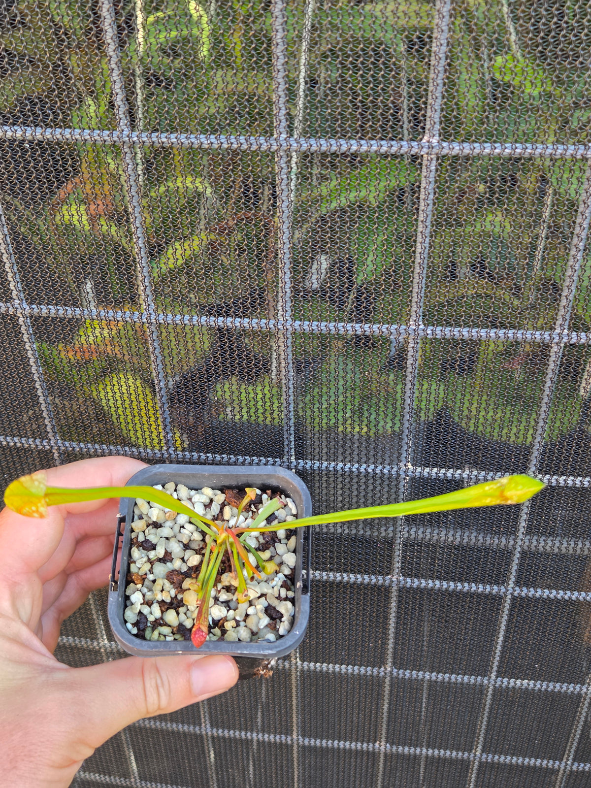 Sarracenia x Wrigleyana