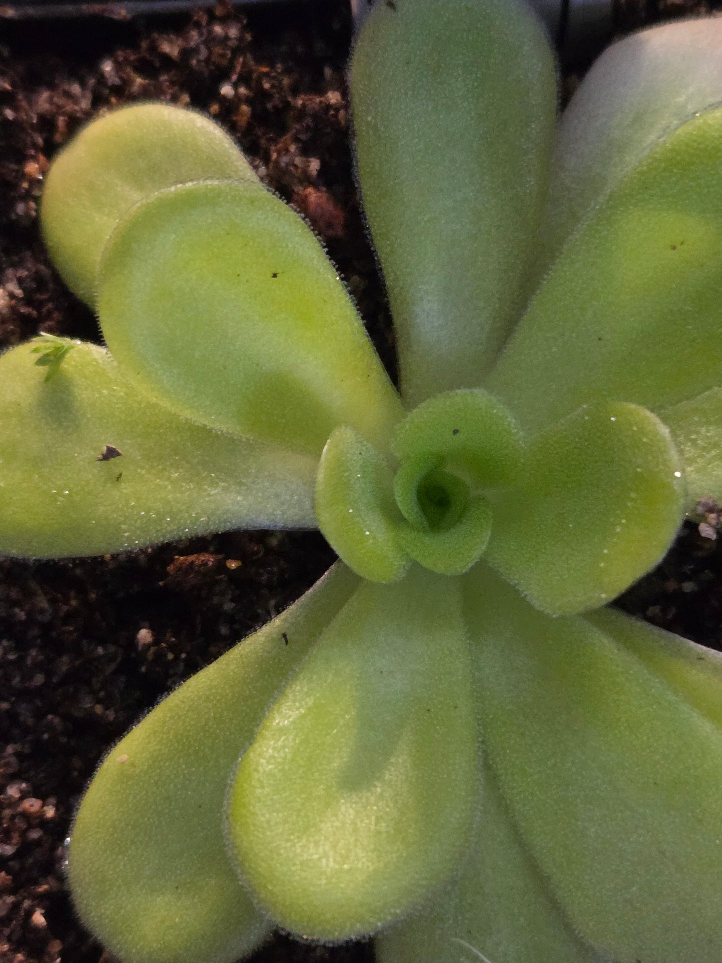 Pinguicula agnata (Medium)