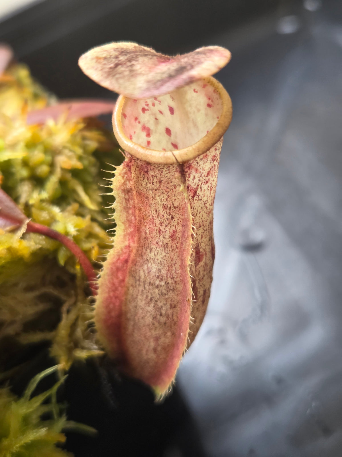 Nepenthes neoguineensis BE - 4539