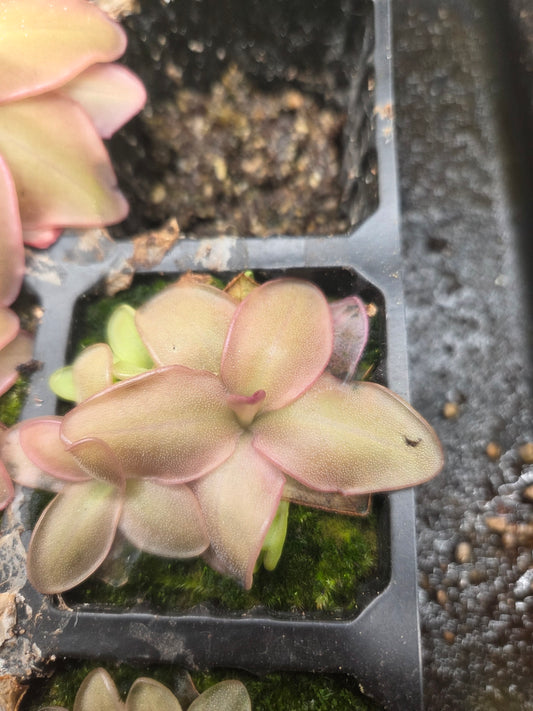 Pinguicula potosiensis (Medium)