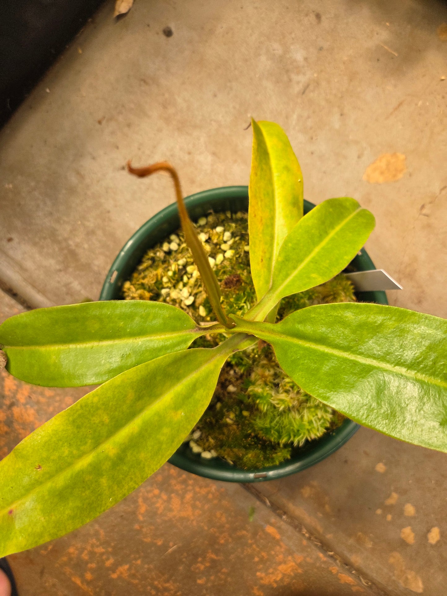 Nepenthes [(maxima x mixta) x veitchii] x fusca