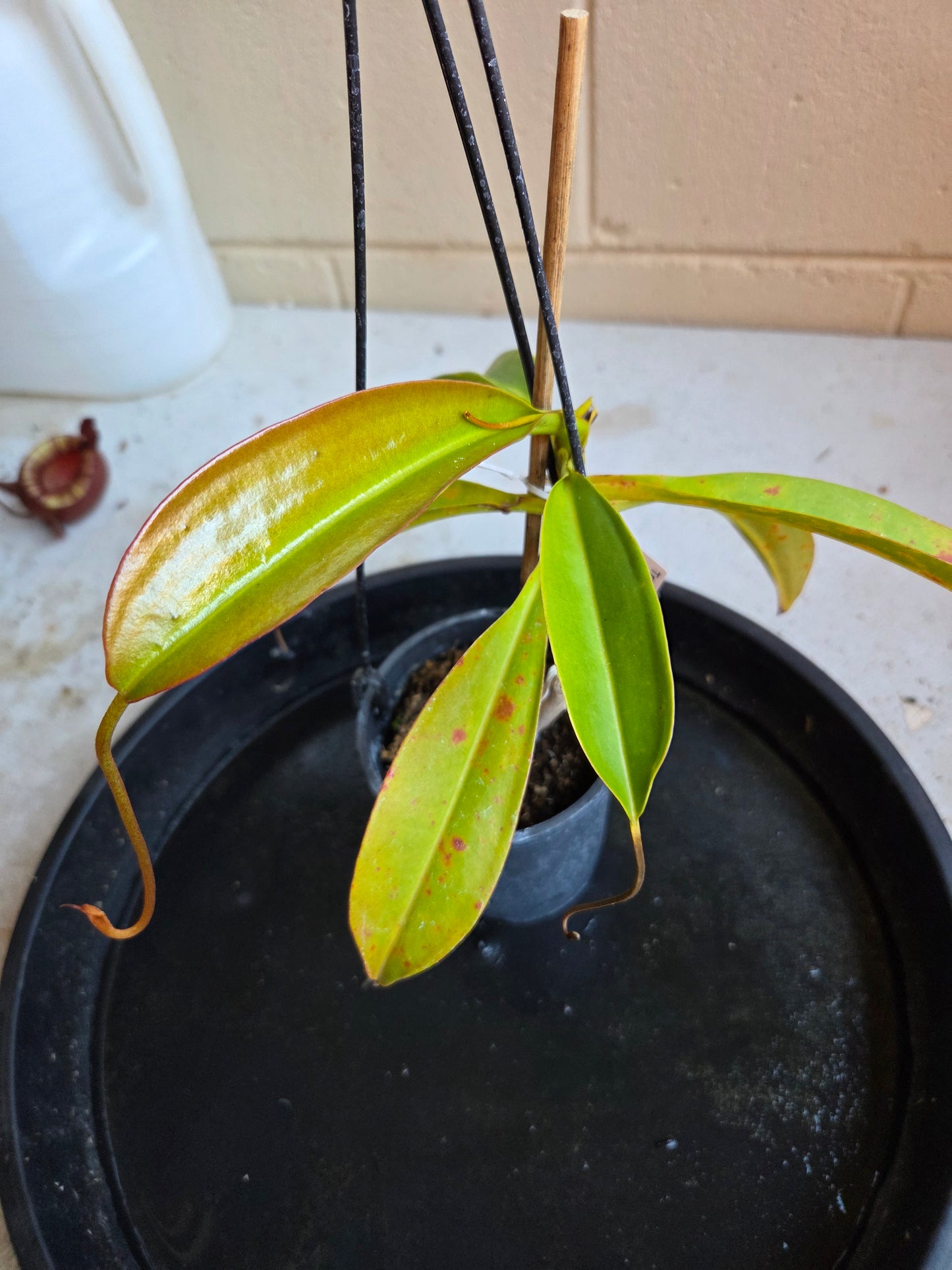 Nepenthes 'Gothica'
