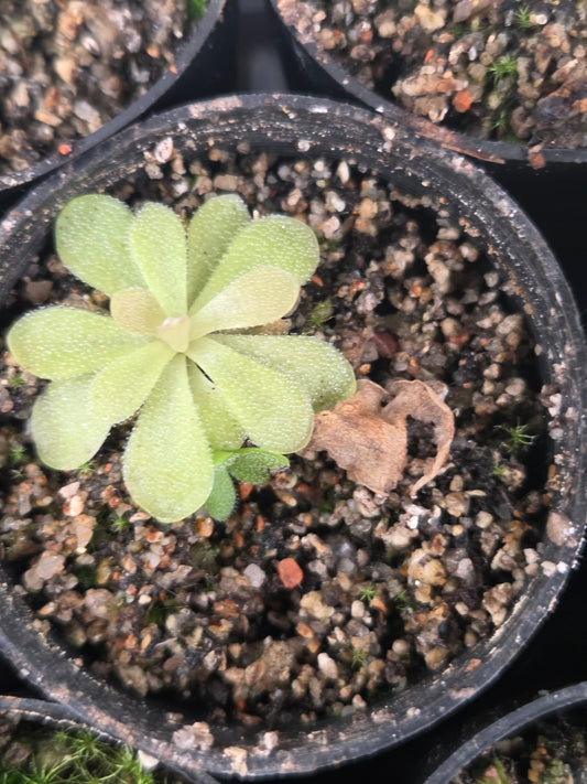 Pinguicula agnata x 'Sethos' (Small)