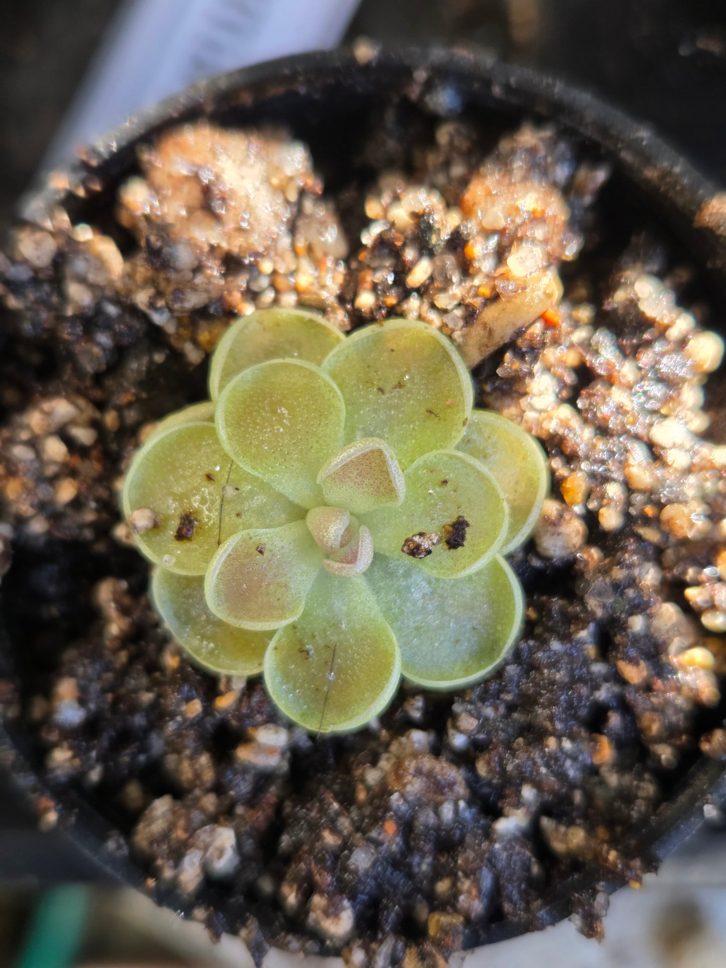 Pinguicula jaumavensis (Large)