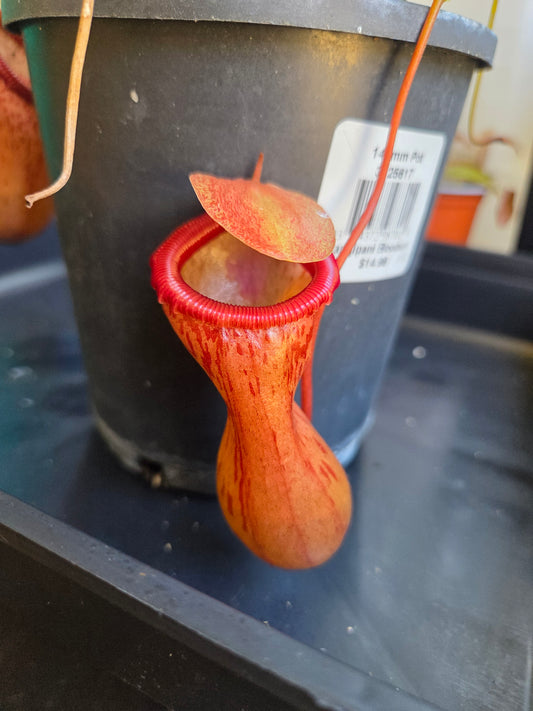 Nepenthes ventricosa ('Hot Lips')