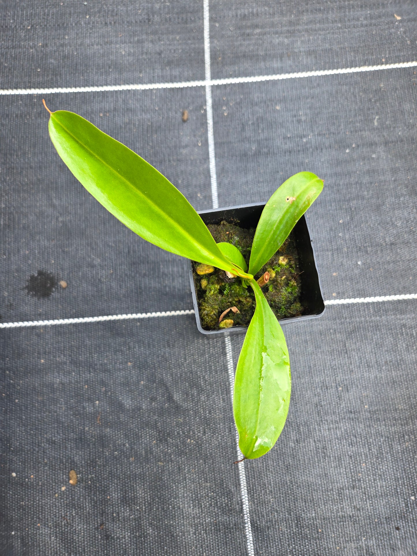 Nepenthes maxima x alata