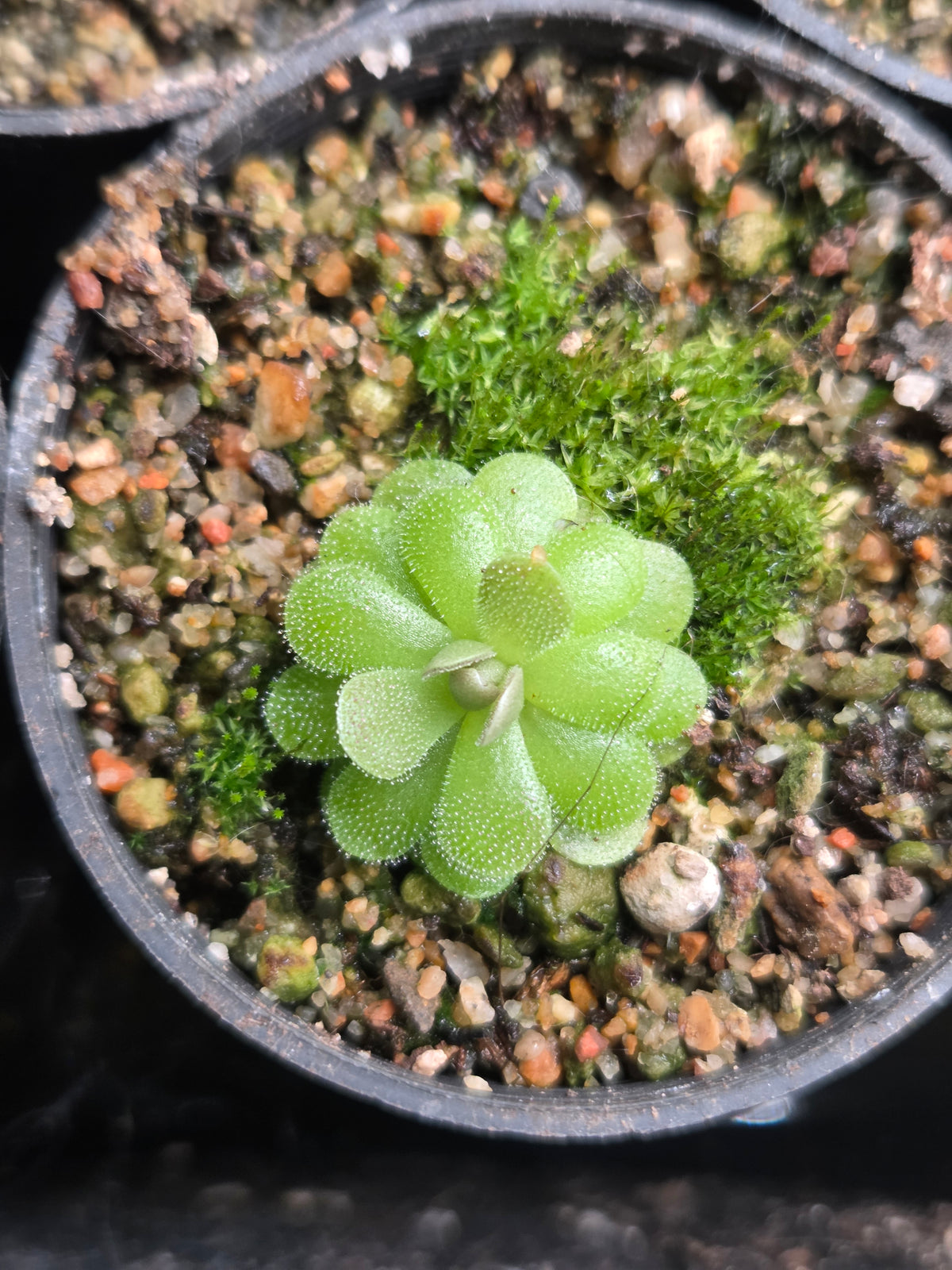 Pinguicula ehlersiae (Tolantongo) (Small)