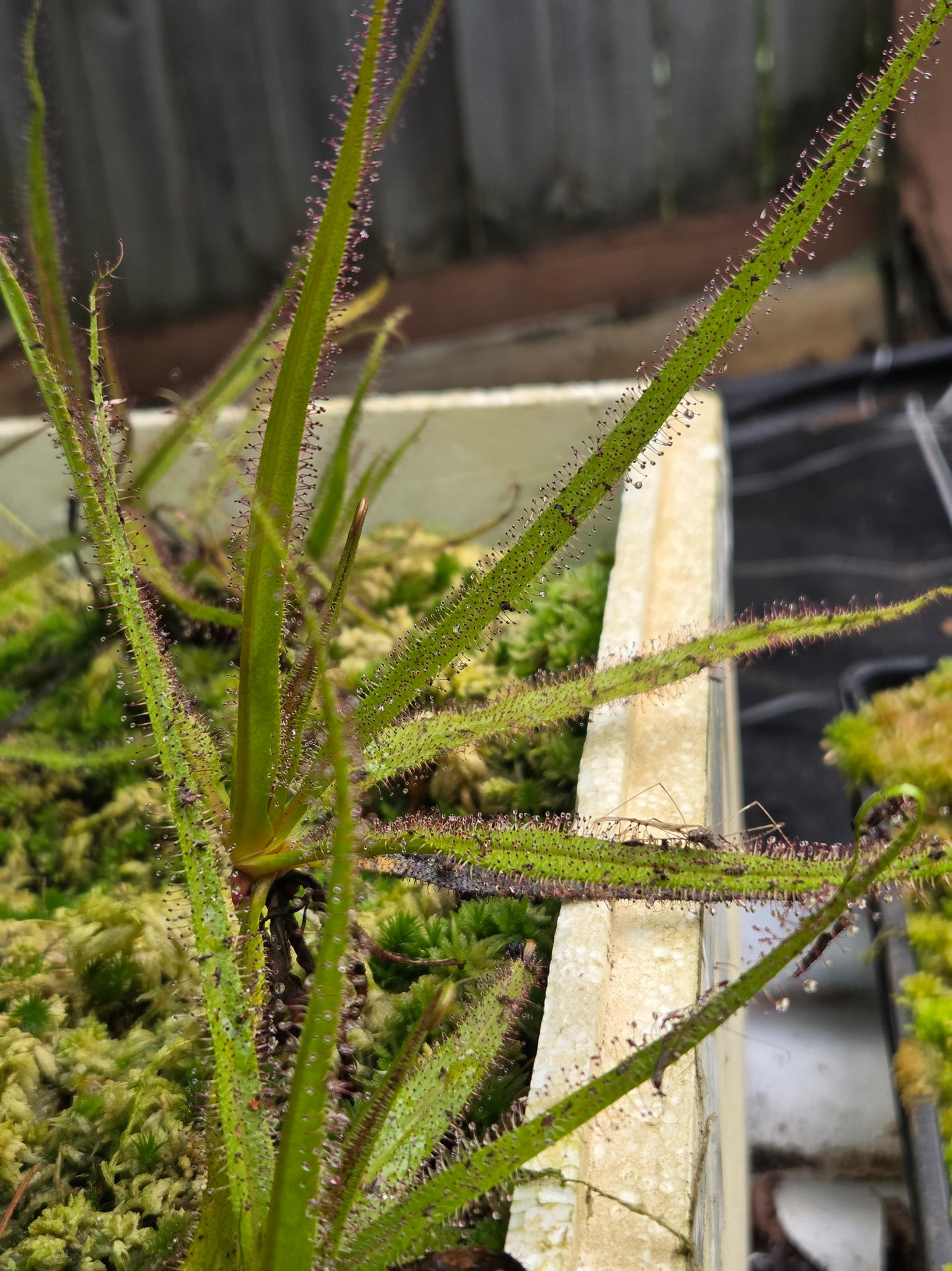 Drosera regia