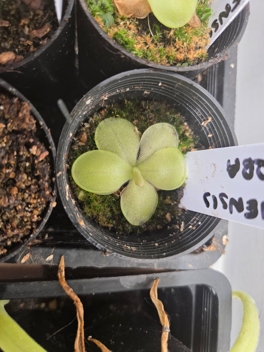 Pinguicula moranensis 'Superba'