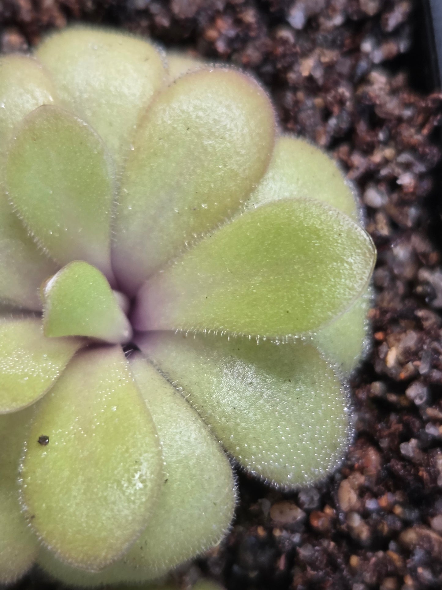 Pinguicula agnata x potosiensis (Small)