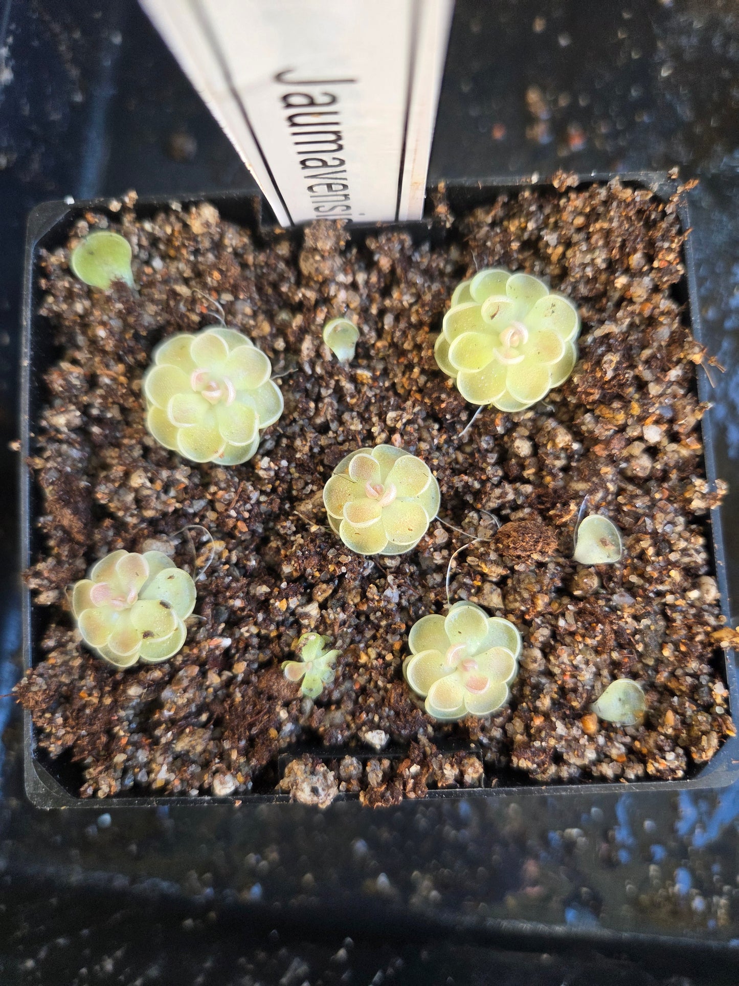 Pinguicula jaumavensis (Large)