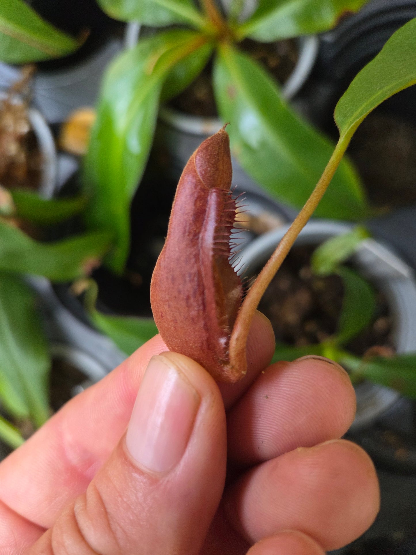 Nepenthes (kampotiana x bokorensis) x boschiana
