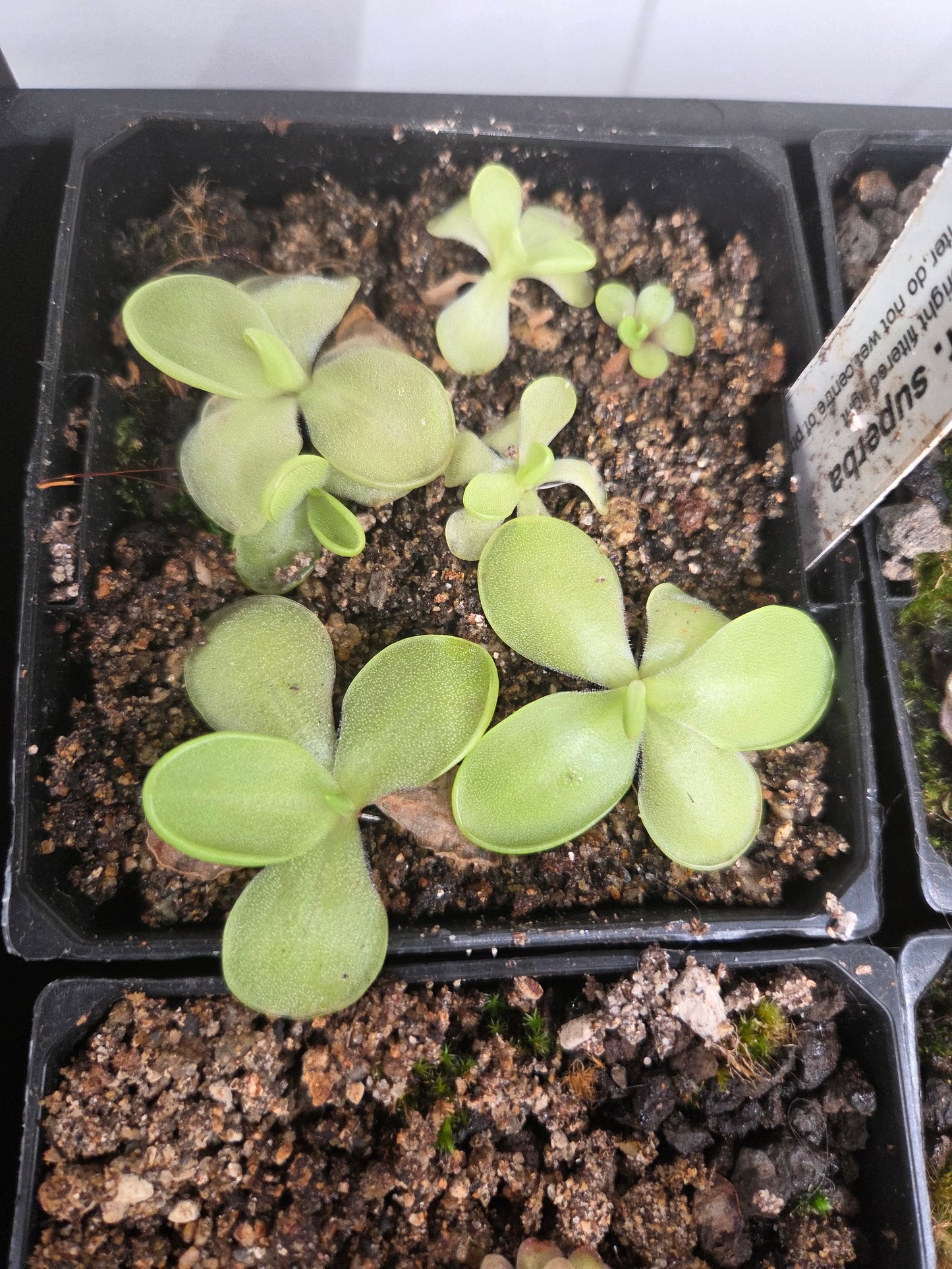 Pinguicula moranensis 'Superba' (Medium)